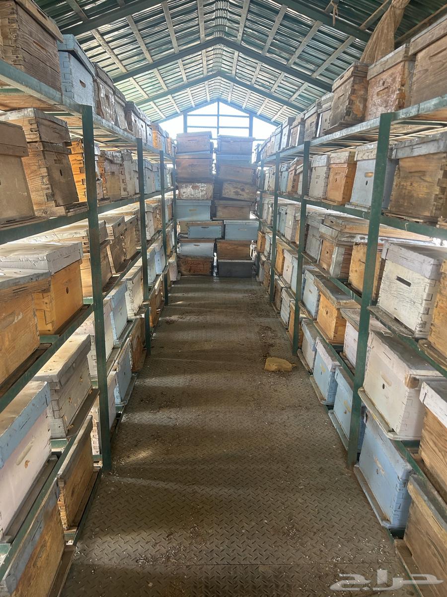 صنديق حشب نحل64674542817025110