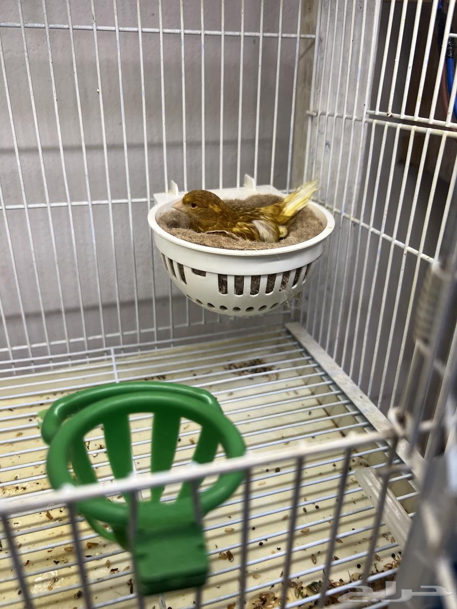 أنثى كناري فايو64672474061443111