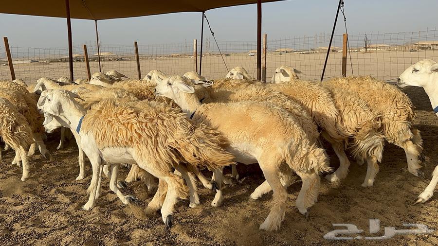 Rakhal Al-Hurriyah Al-Harsh Issue 3164678488754049114