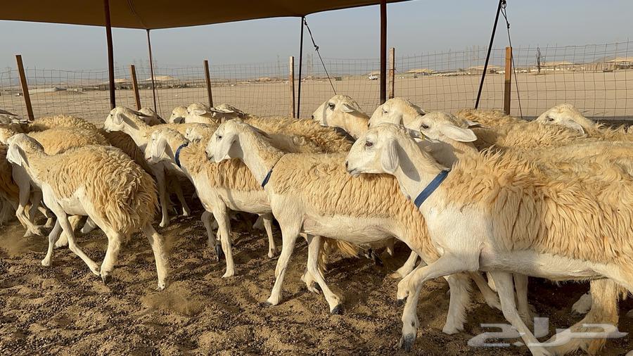 Rakhal Al-Hurriyah Al-Harsh Issue 3164678488754049113