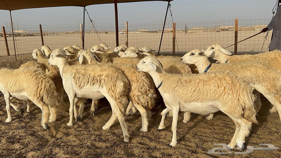 Rakhal Al-Hurriyah Al-Harsh Issue 3164678488754049110