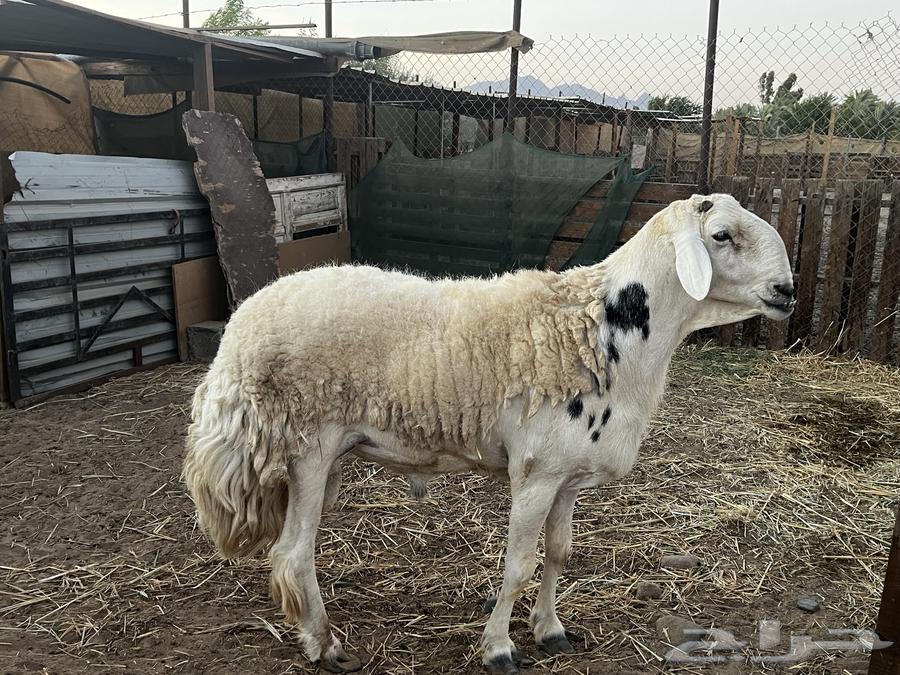 فحل حري صنف64672227671042111