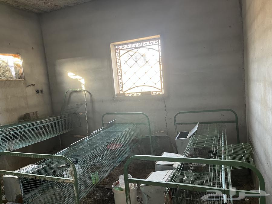 بطاريه أرانب64668243047425112