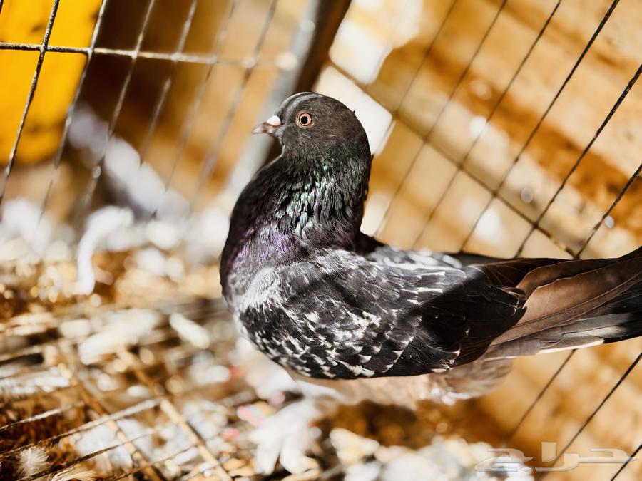 Turkish Walnut64668592446721113