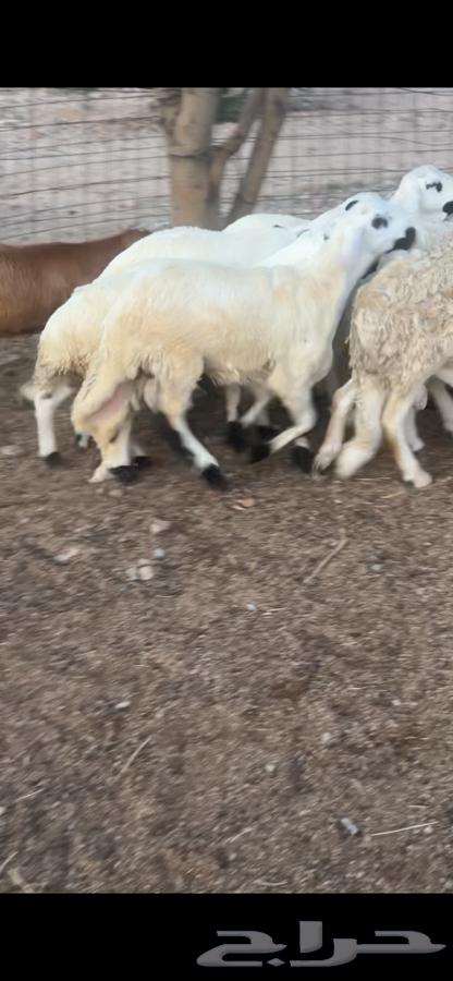سواكن تربيه ابيض شبيه الحري64673151883905113