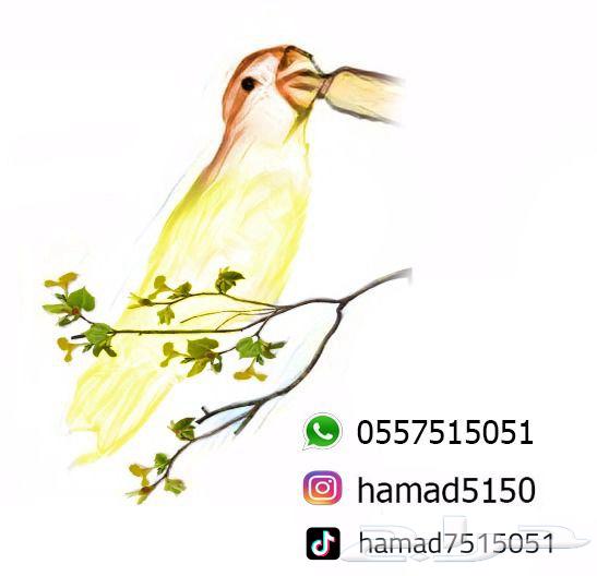 Lori Chick (((Sold Off-Site)))64674555626883113