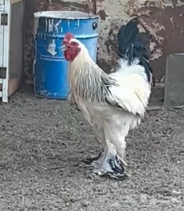 Brahma Rooster for Sale – Location: Bisha64676084566913110