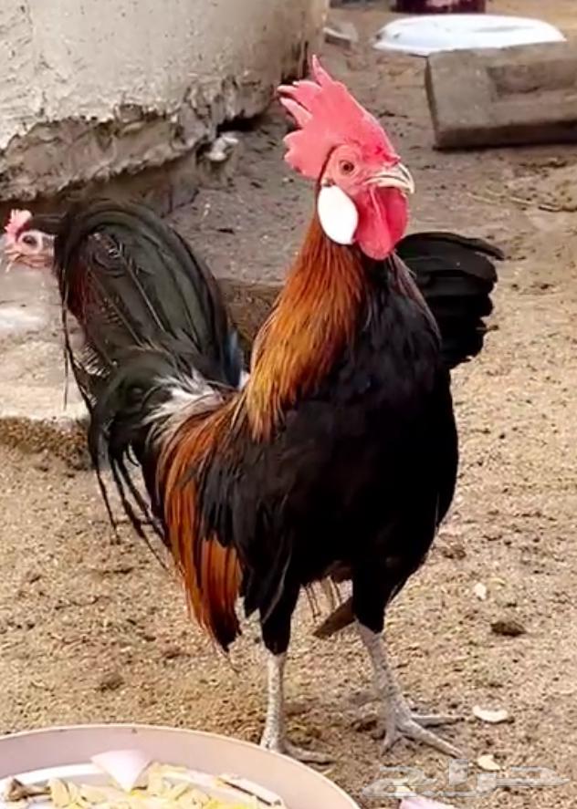 Phoenix Chicken Set Product64668878012291112