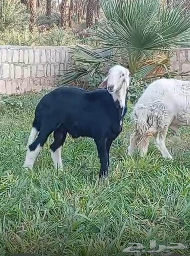 نجدي ثني للبيع64561854657666112