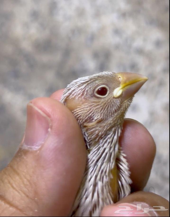 Java Dailot Chick with Red Eyes, 100 SAR64673798281857111