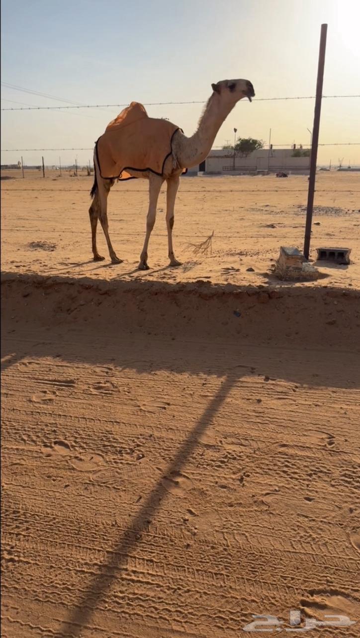 Individual Camel64675893833729111