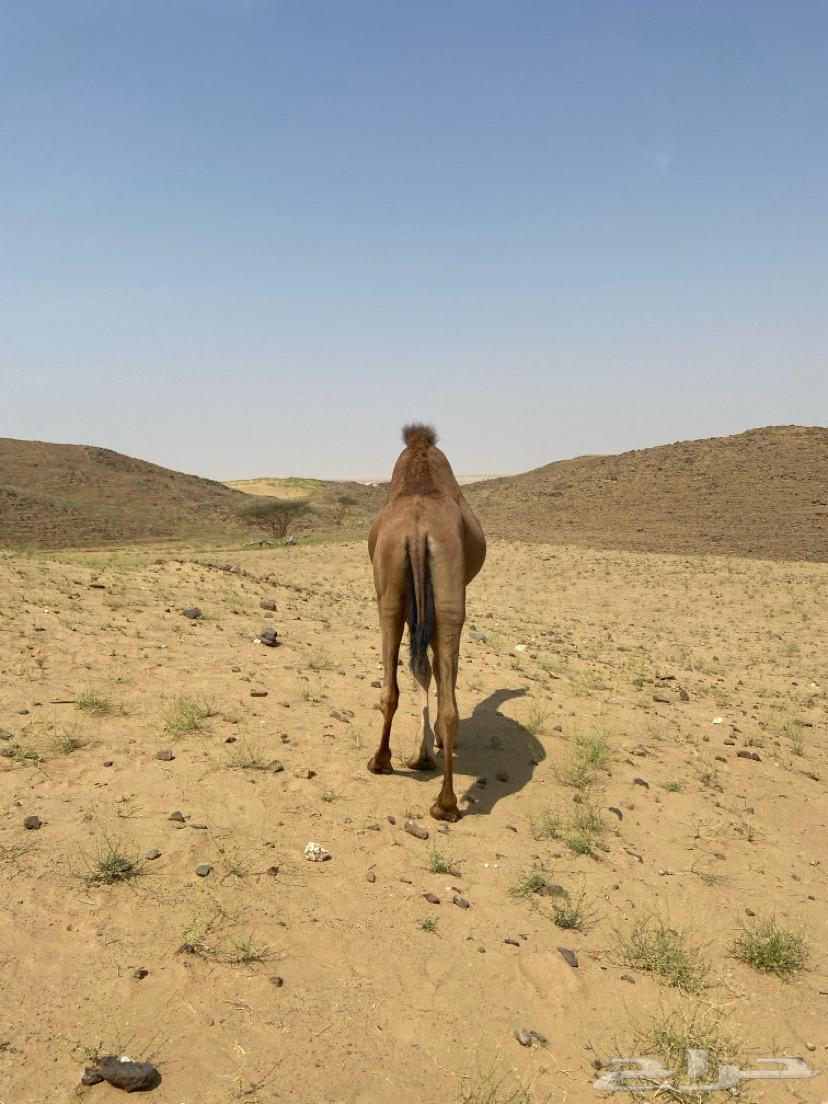 للبيع قعود64669125003521112