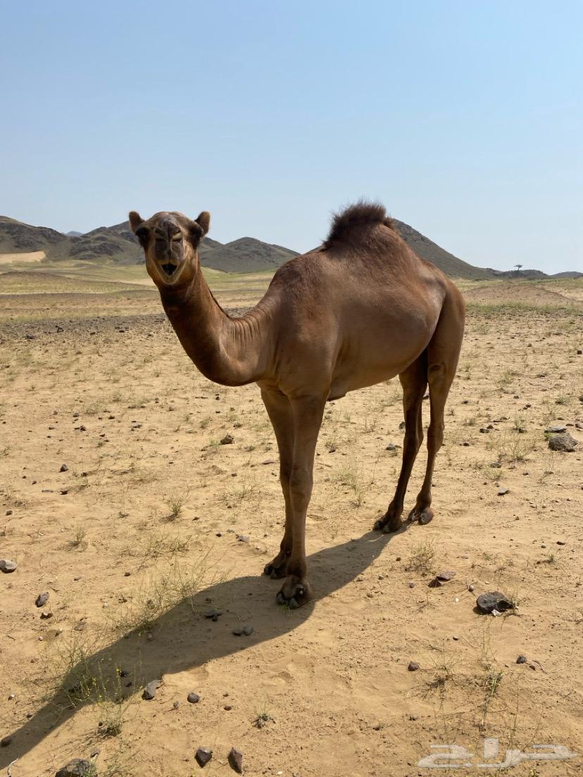 للبيع قعود64669125003521110