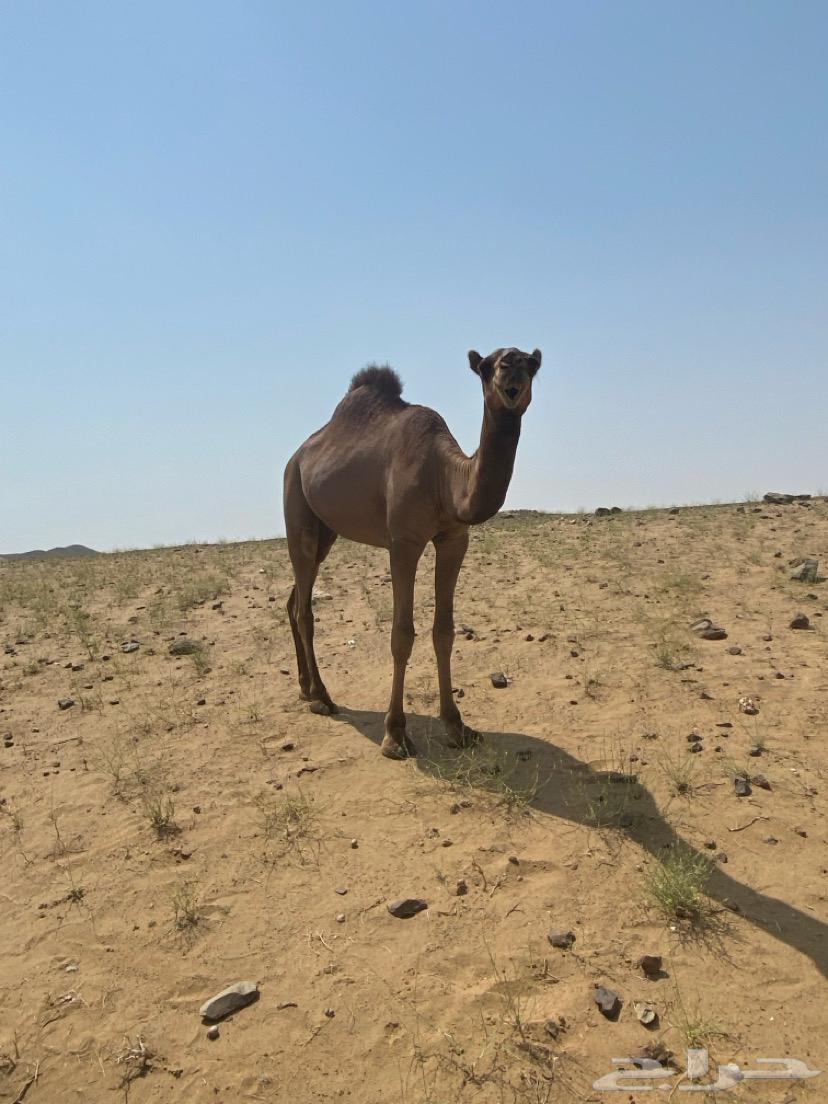 للبيع قعود64669125003521113