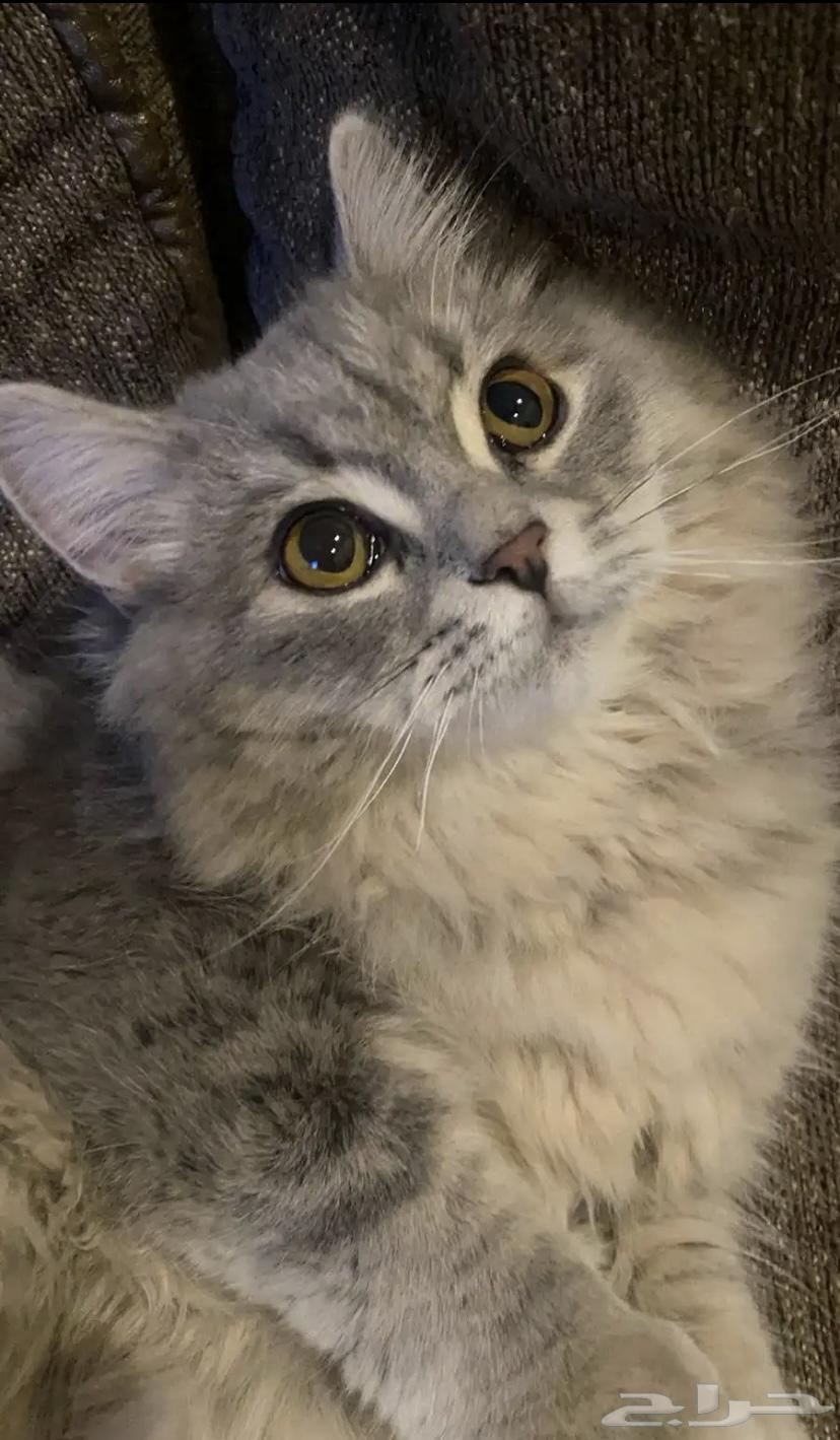 قط للبيع64623195440385112