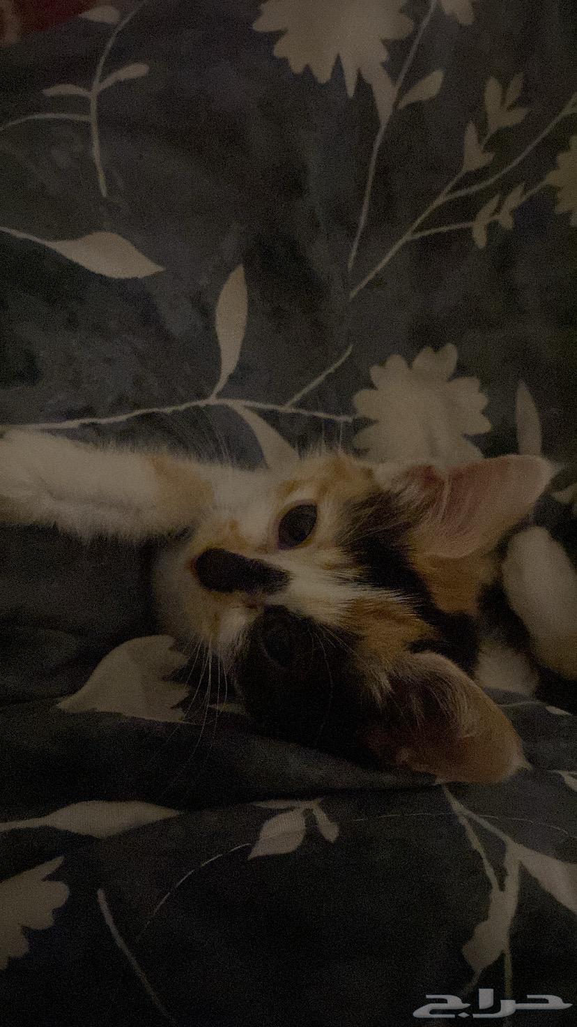 Cat for sale, 8.5 months old, playful and well-fed64675445954947110