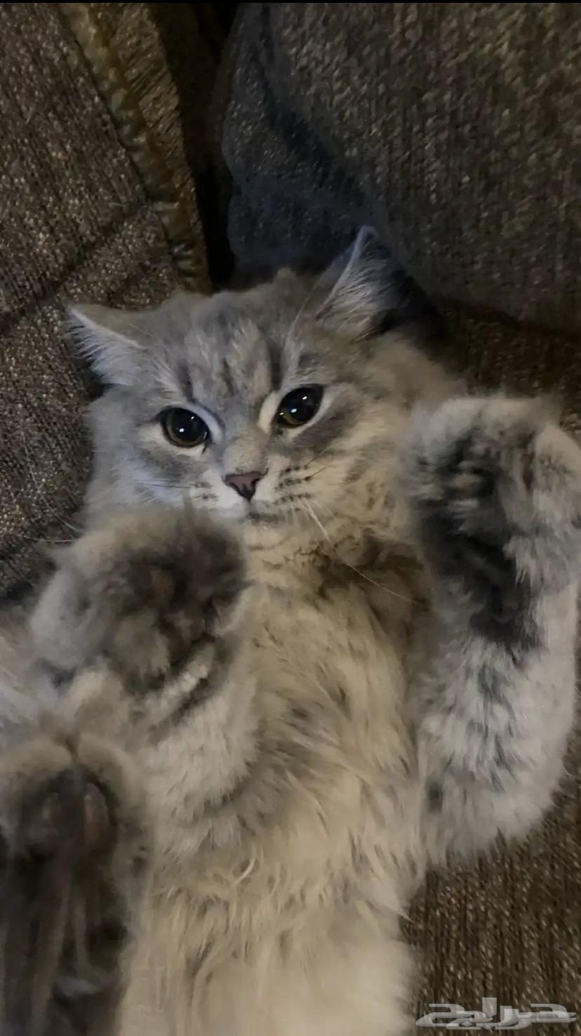 قط للبيع64623195440385110