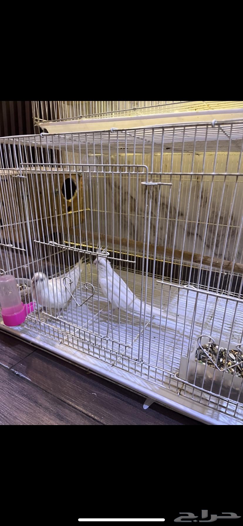 جوز كروان البينو64673965005570111