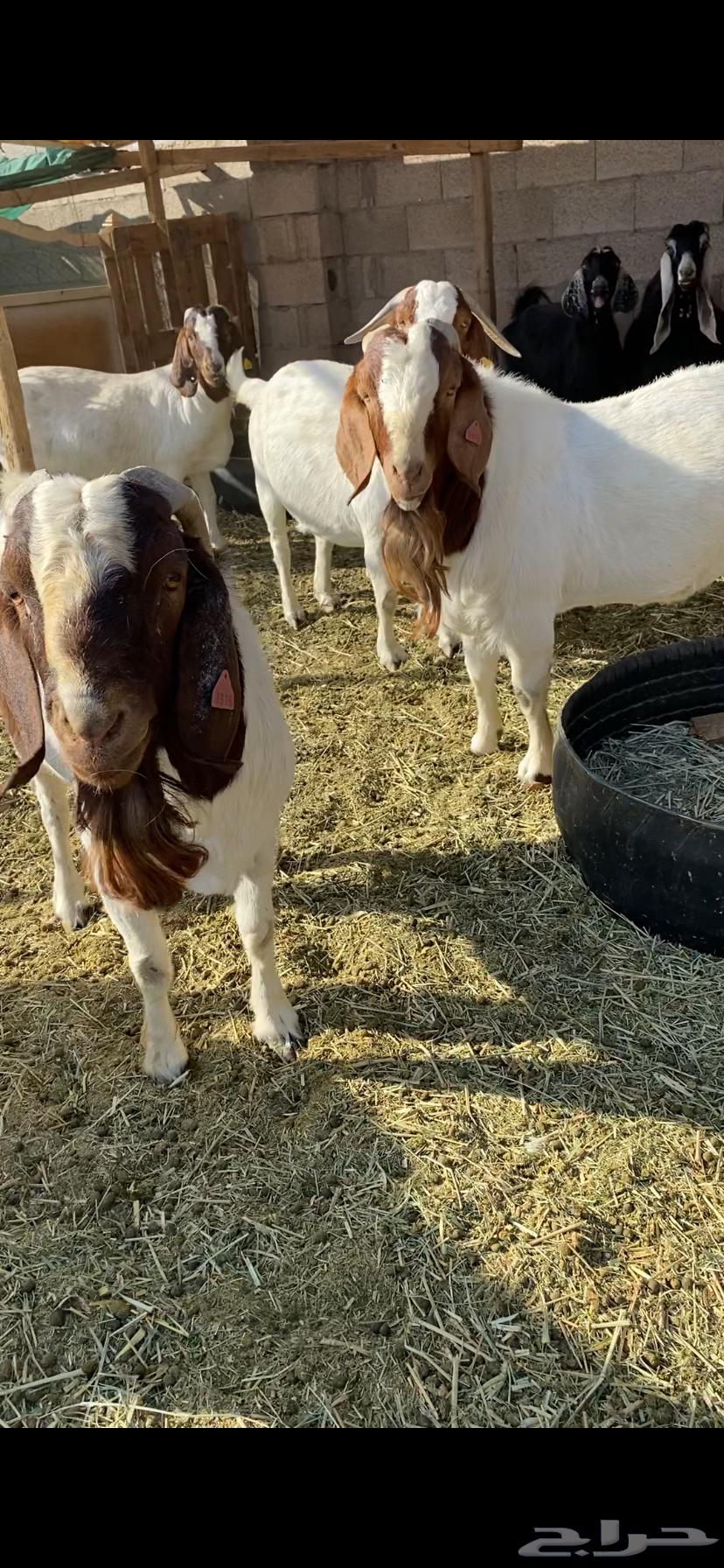 معزا بورقيت64669413365890114