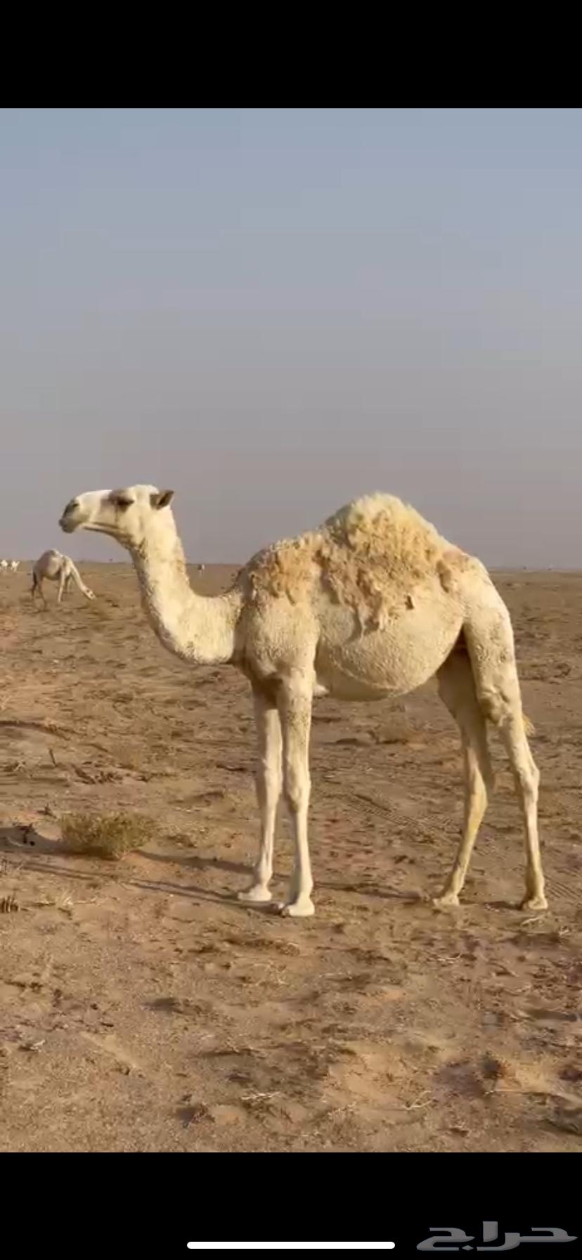 بكره مفروده حاشي مقفل64669734972545110