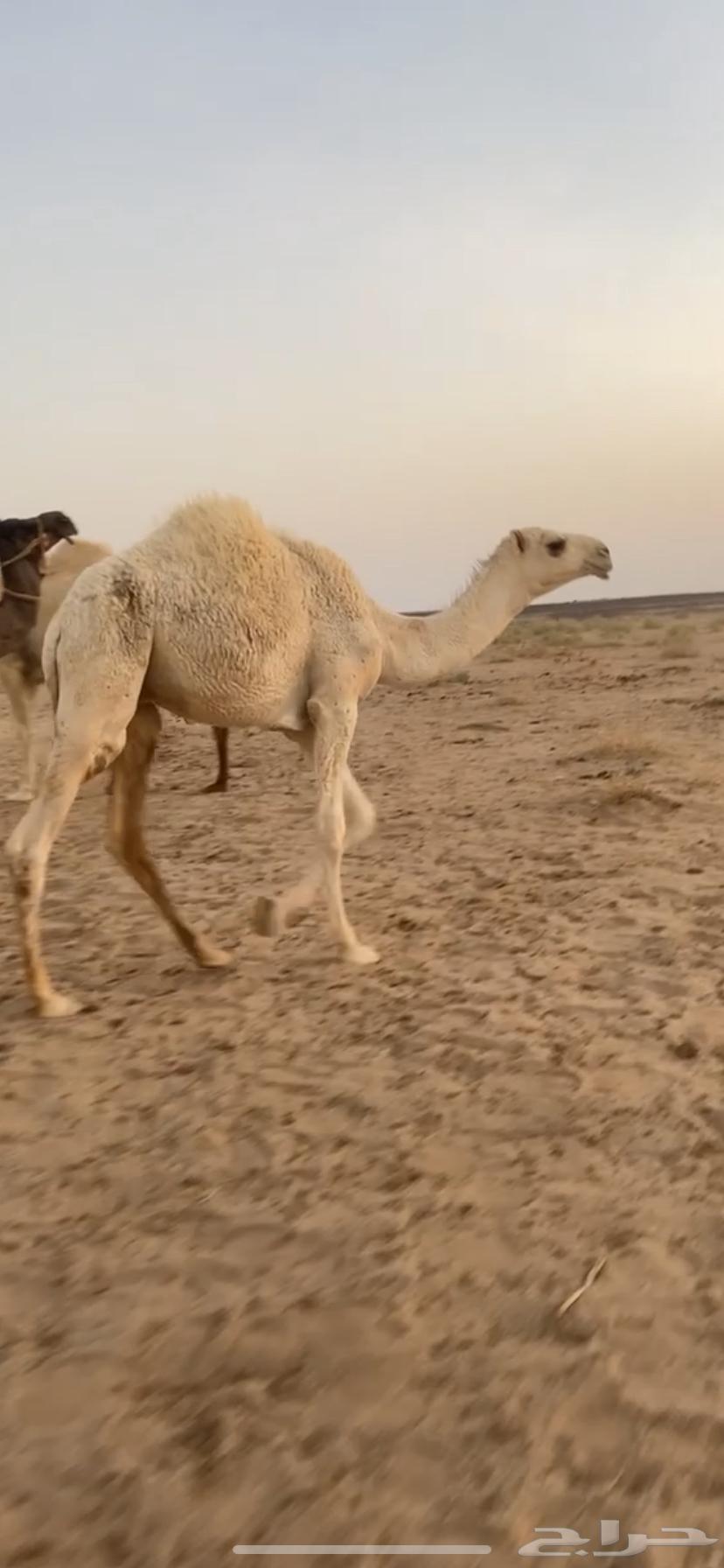 قعود طيب شحم64675248778883110