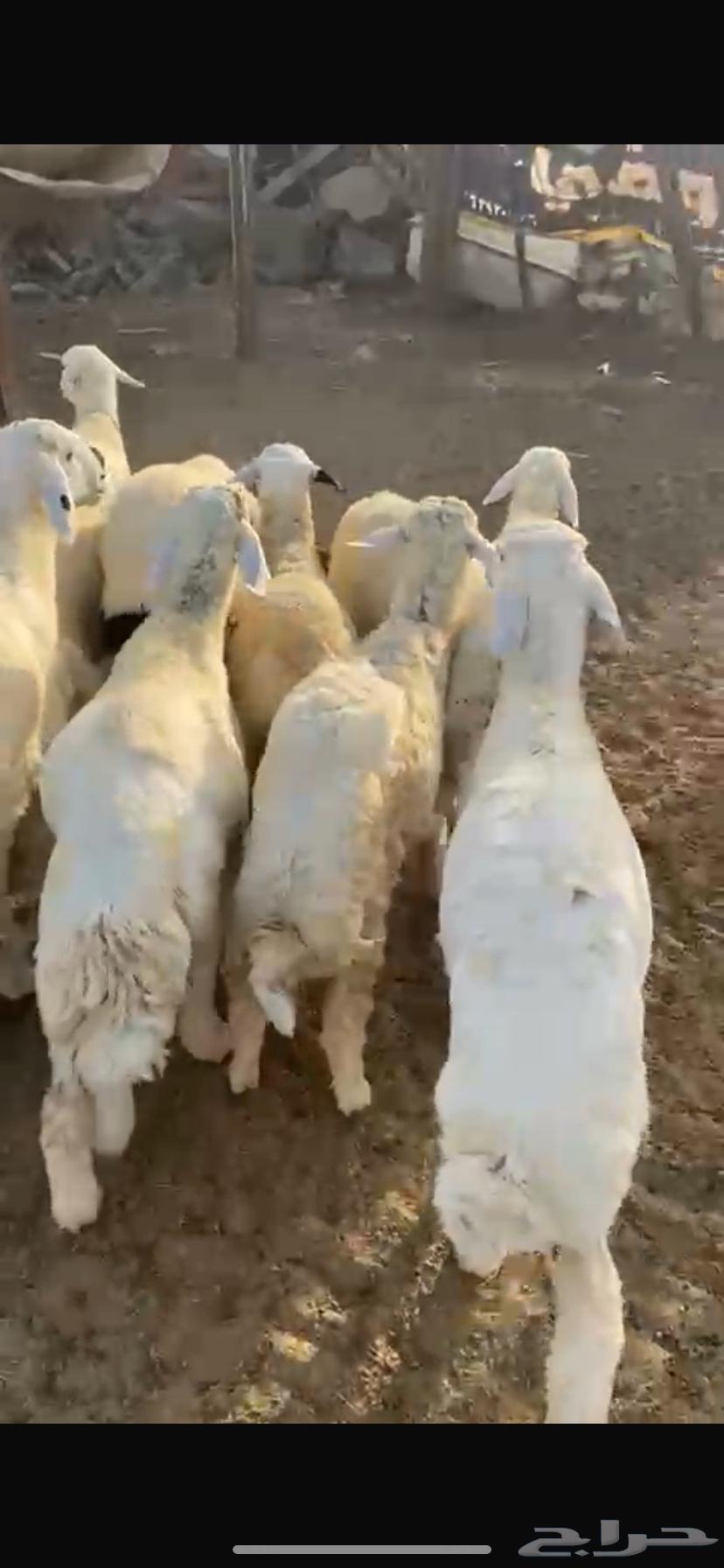 Fresh and Frozen Mutton for Sale – Installment Payment and Delivery Available64669137233155112