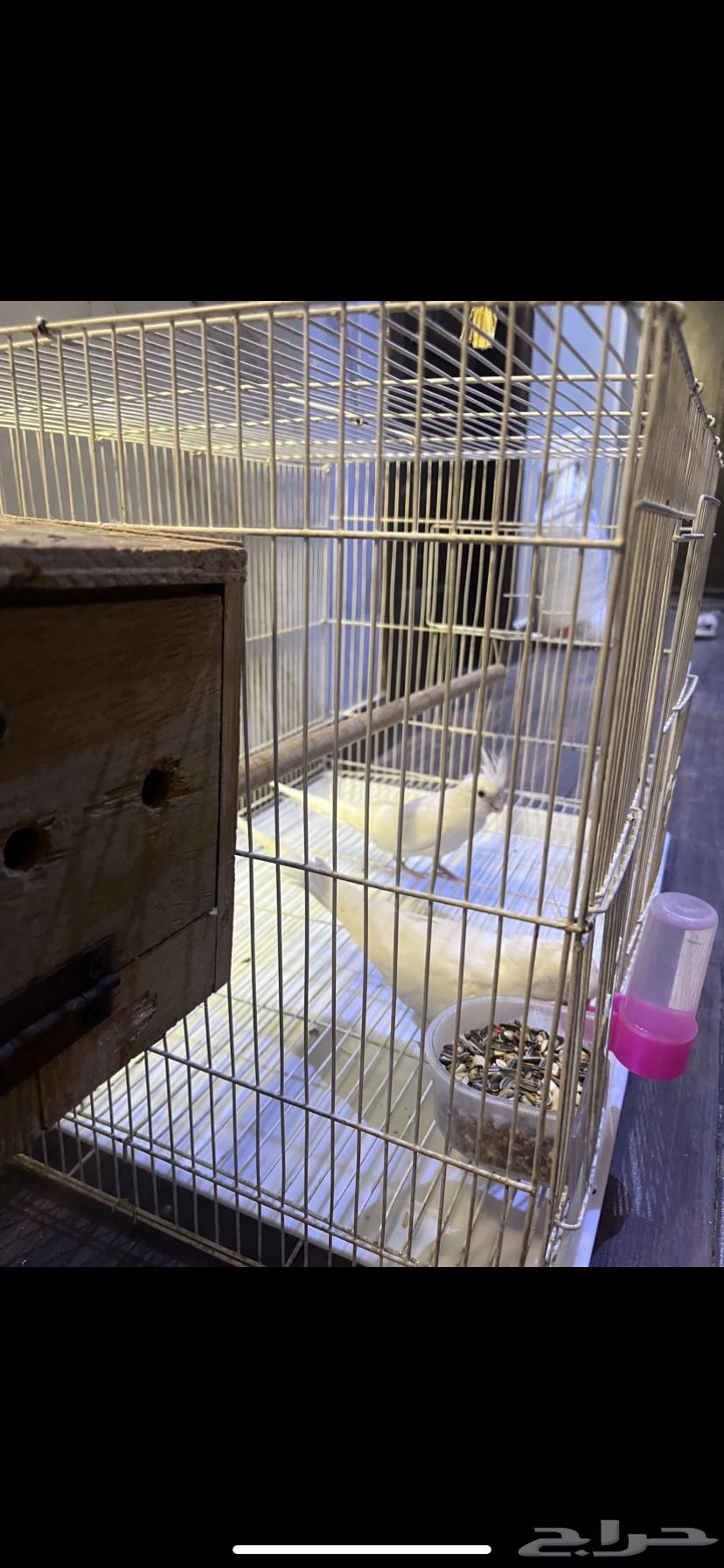 جوز كروان البينو64673965005570112