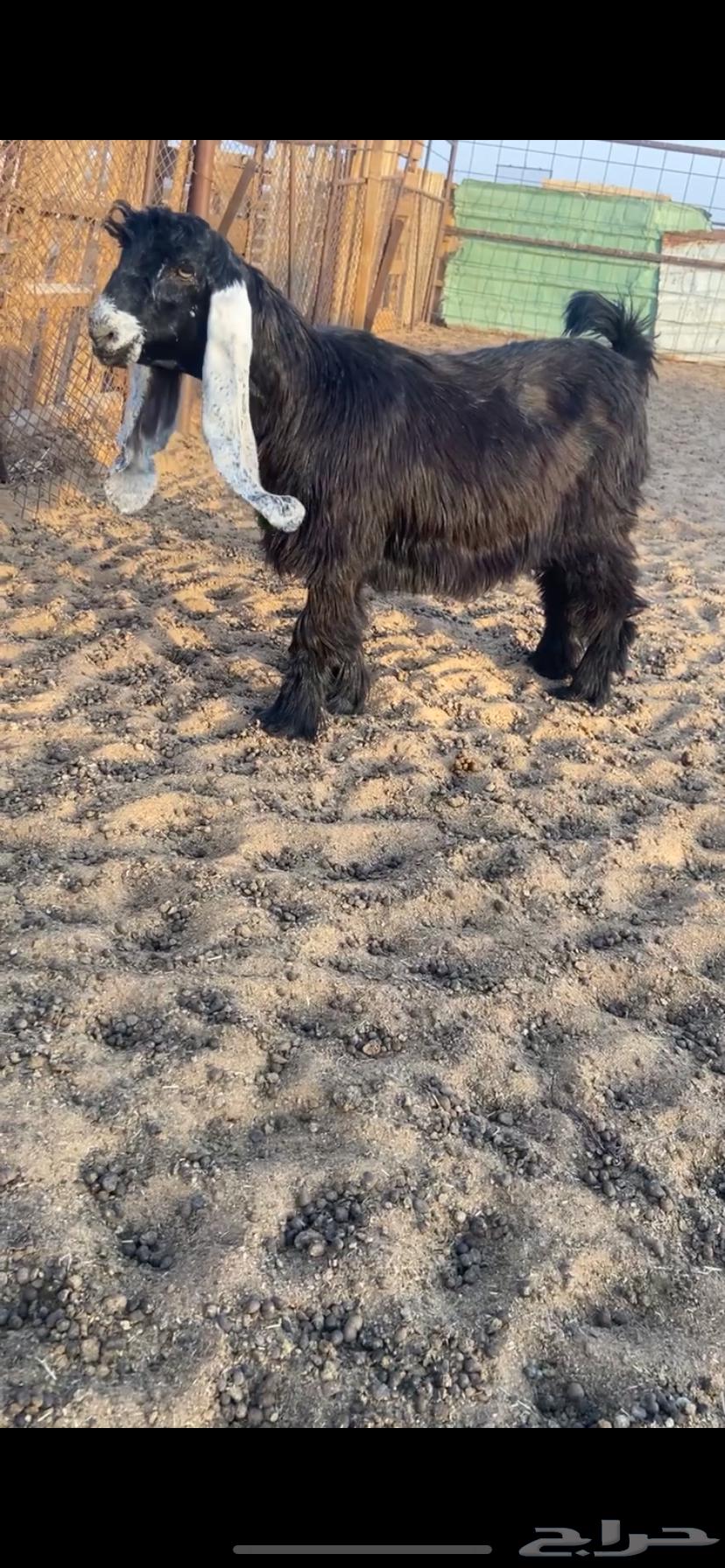 Temporary, Well-Behaved Female Camel64667349152771110