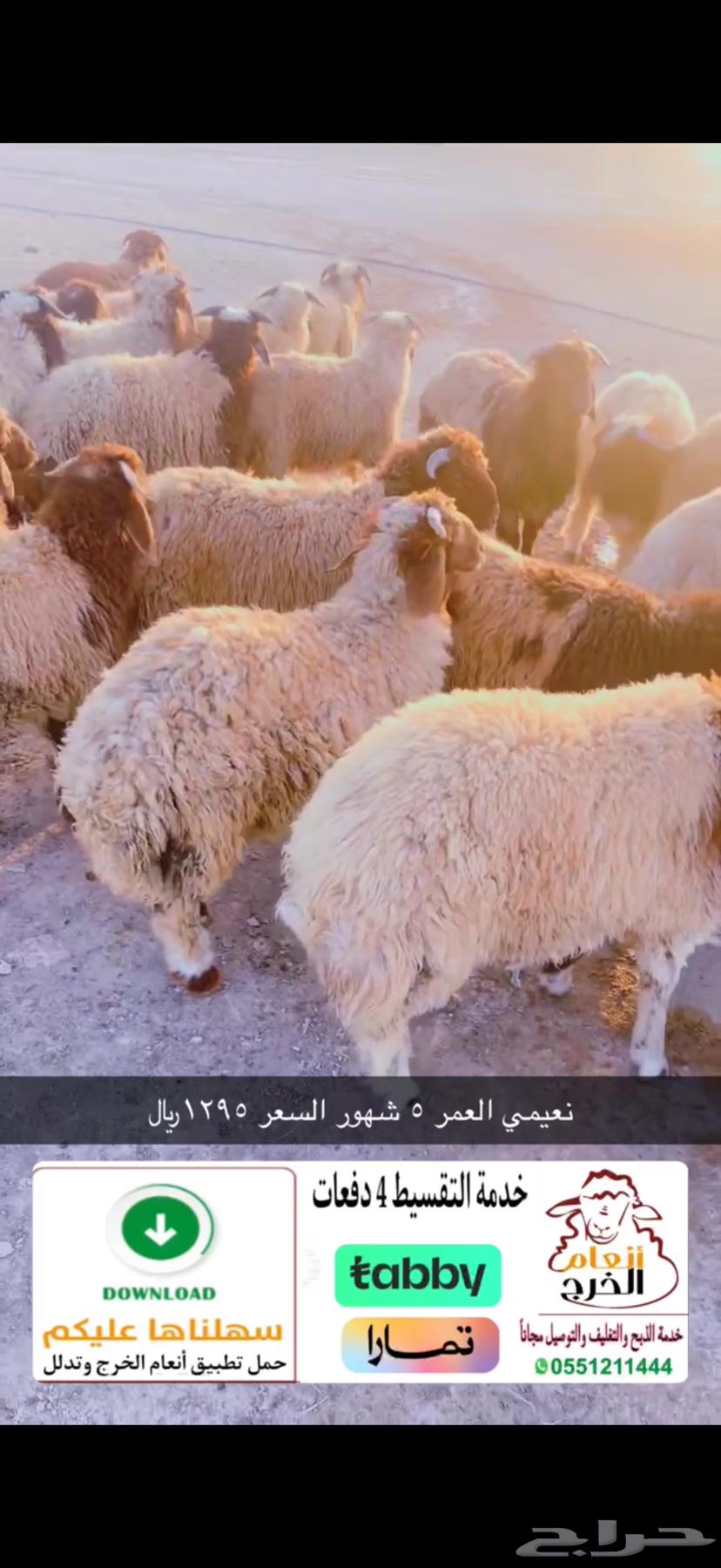 نعيمي بلدي ب1295  فقط64674897881473110