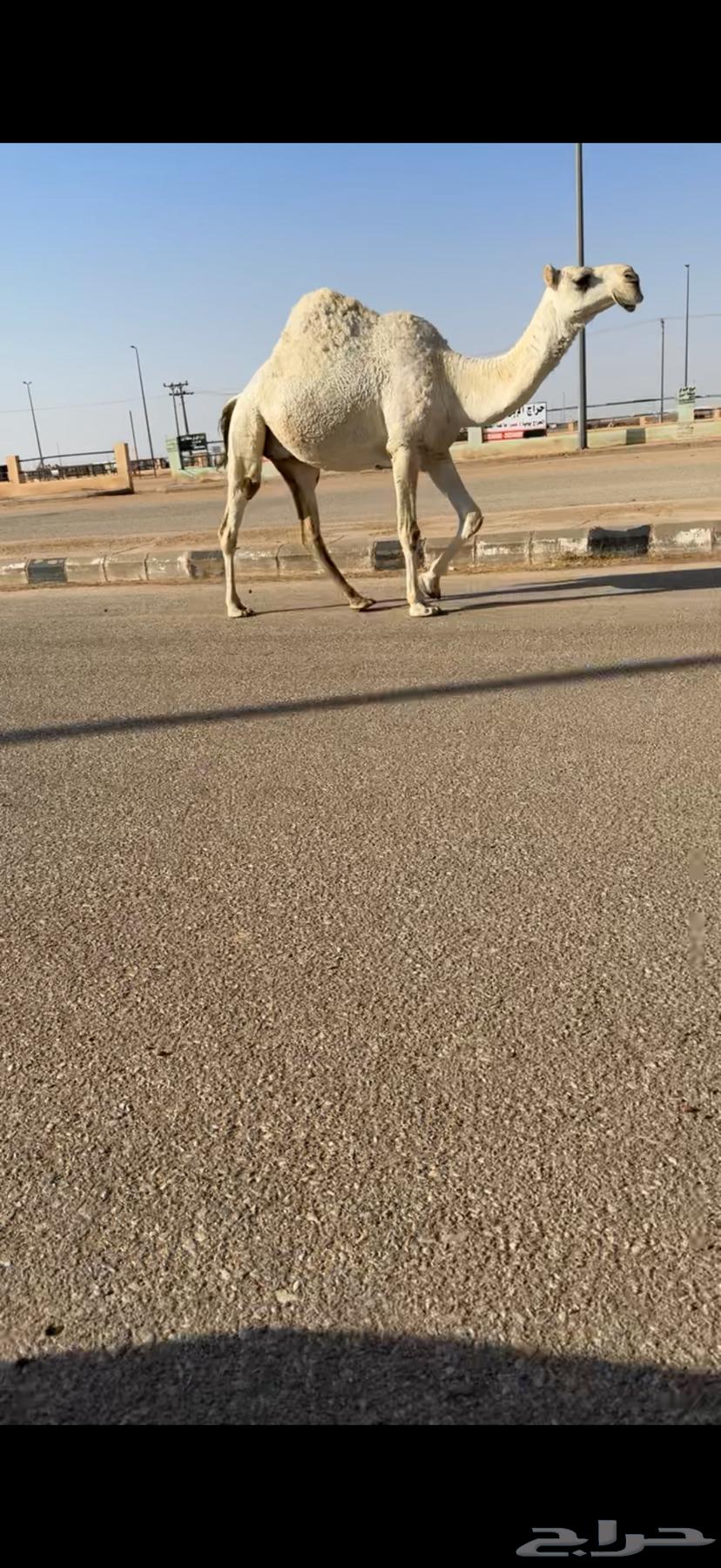 للبيع لقحه كفو64671508835074112