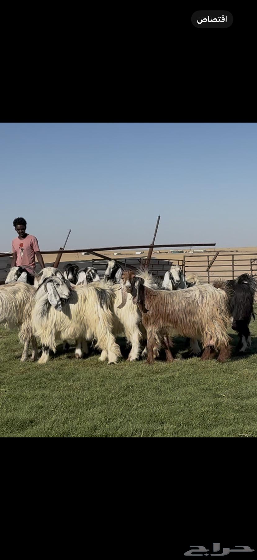 معزا عوارض ربد فااخره الغالب دفيع شرط64672679150338111