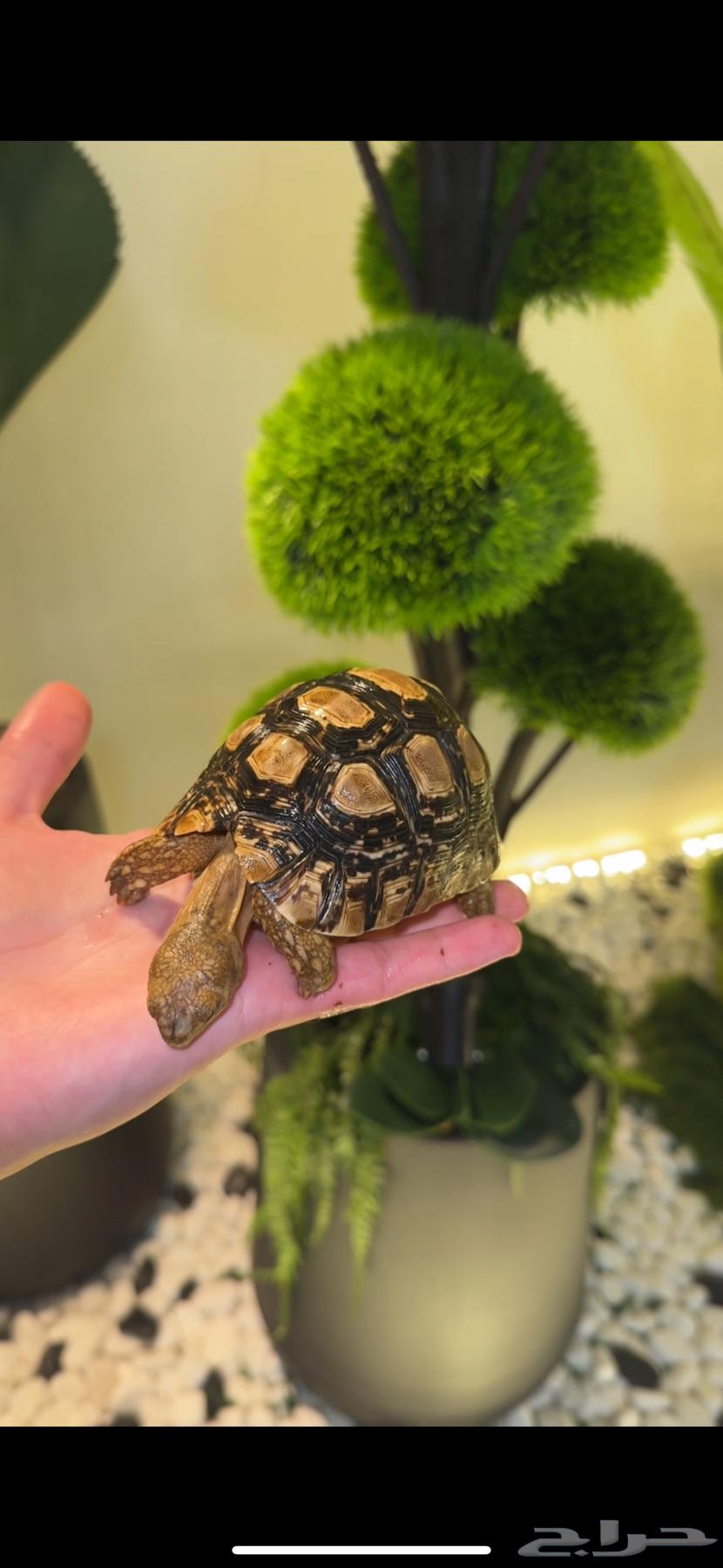 سلحفاة نمريه64676148345219111