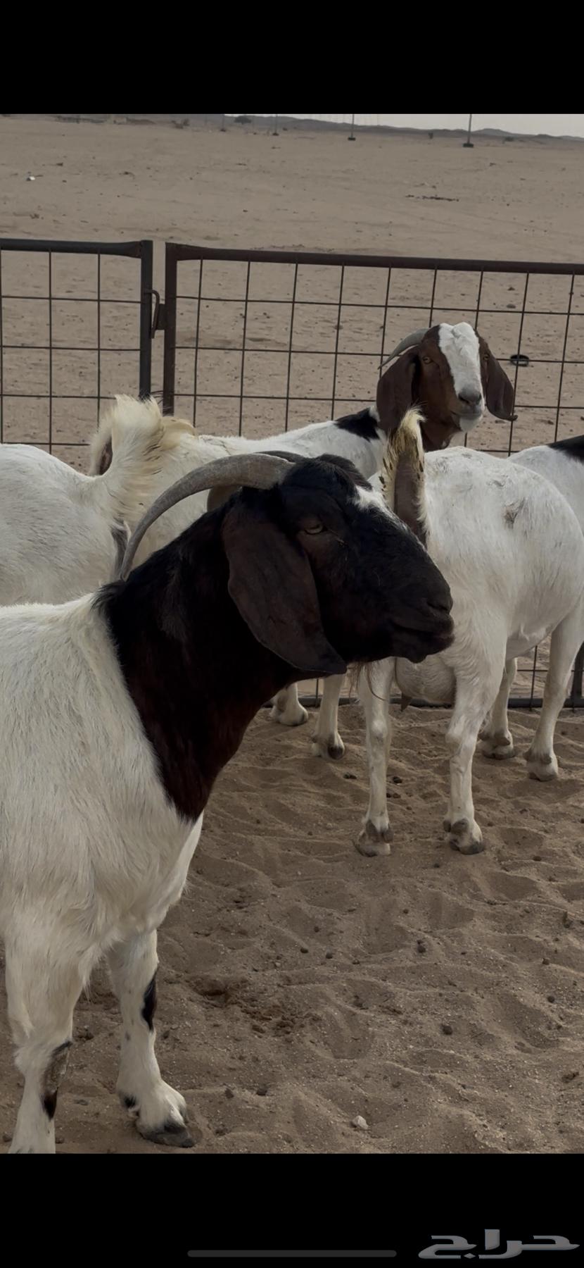 معزا بورقوت دفيع64670422710787114