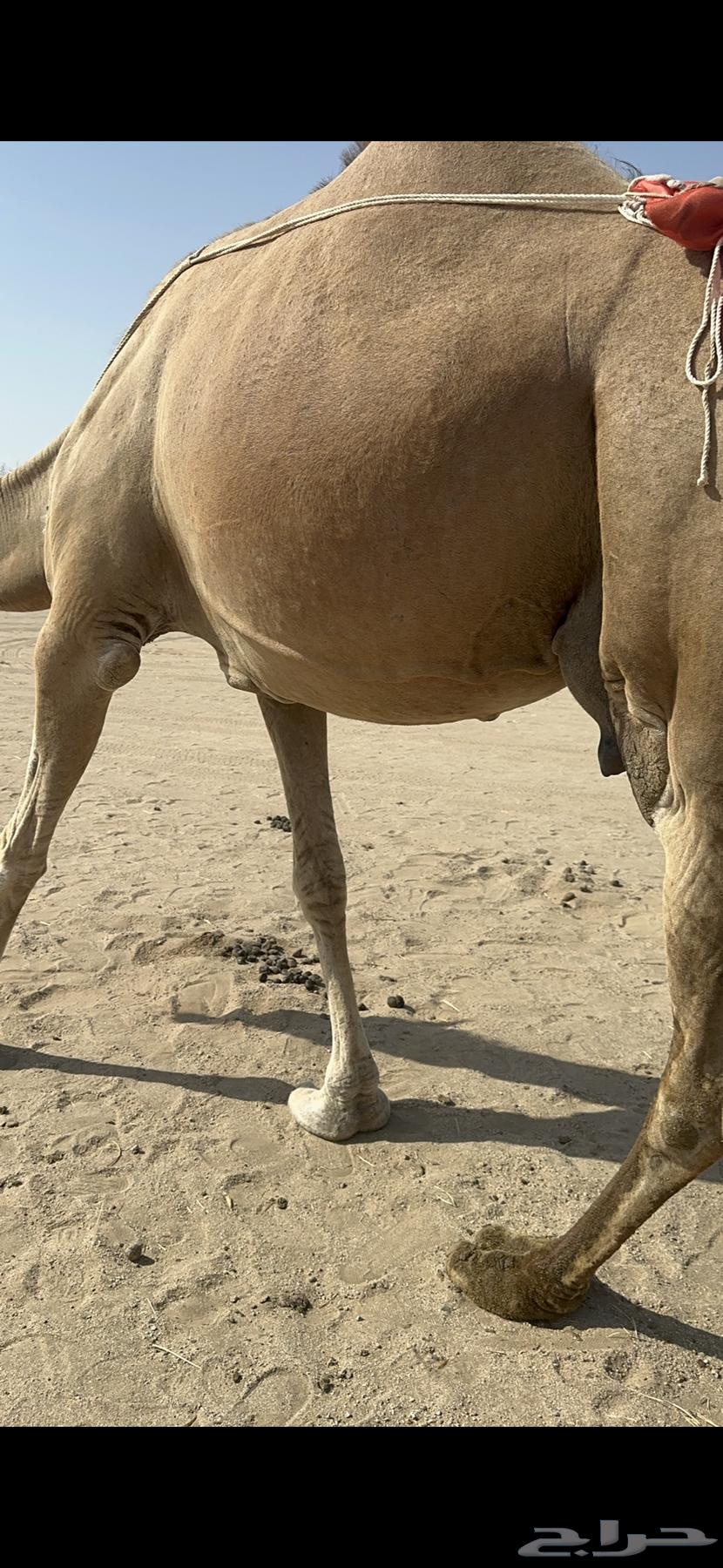 ناقه خلفه منيحه طيبه وغزاره في الحليب64670183651970114