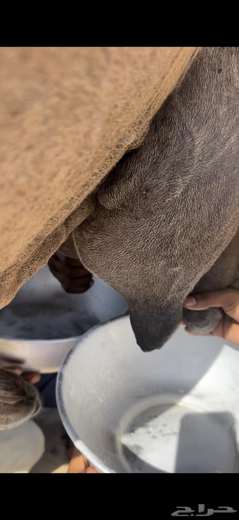 ناقه خلفه منيحه طيبه وغزاره في الحليب64670183651970110