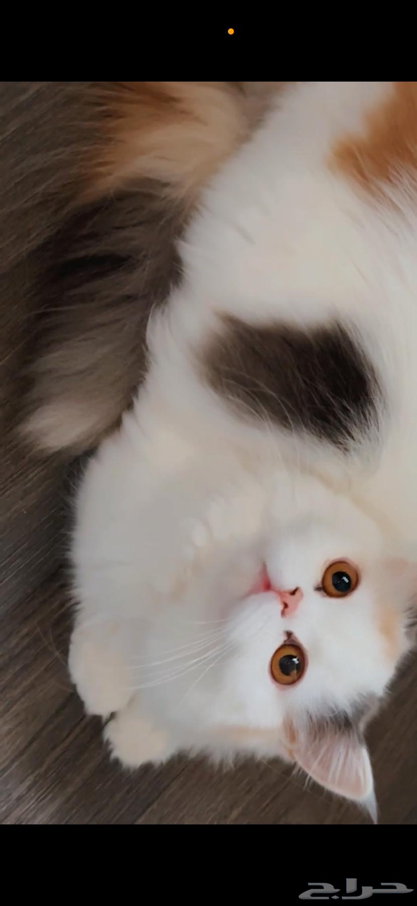 قطه انثى للبيع عمرها 7 اشهر64668217719811111