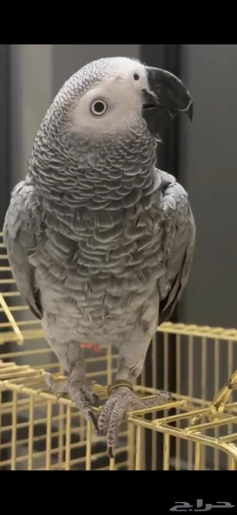 كاكسو ببغاء يتكلم اليف64673329384065110
