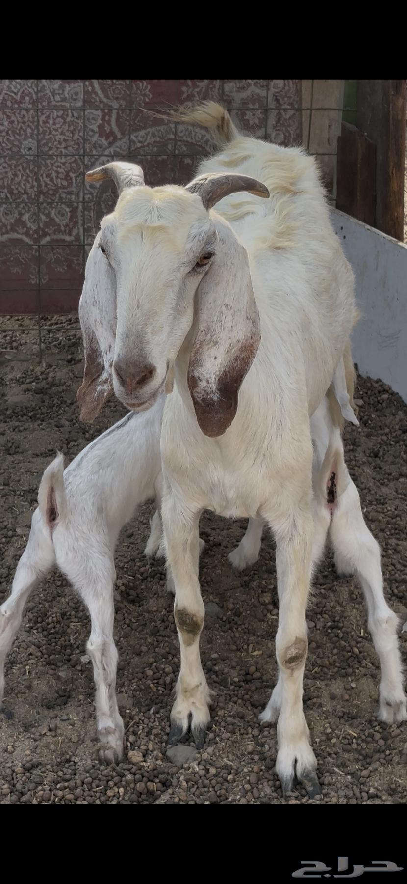 عنز مصريه بيضاء جرم والد متاومه تحتها 2 تيوس64673342030337112