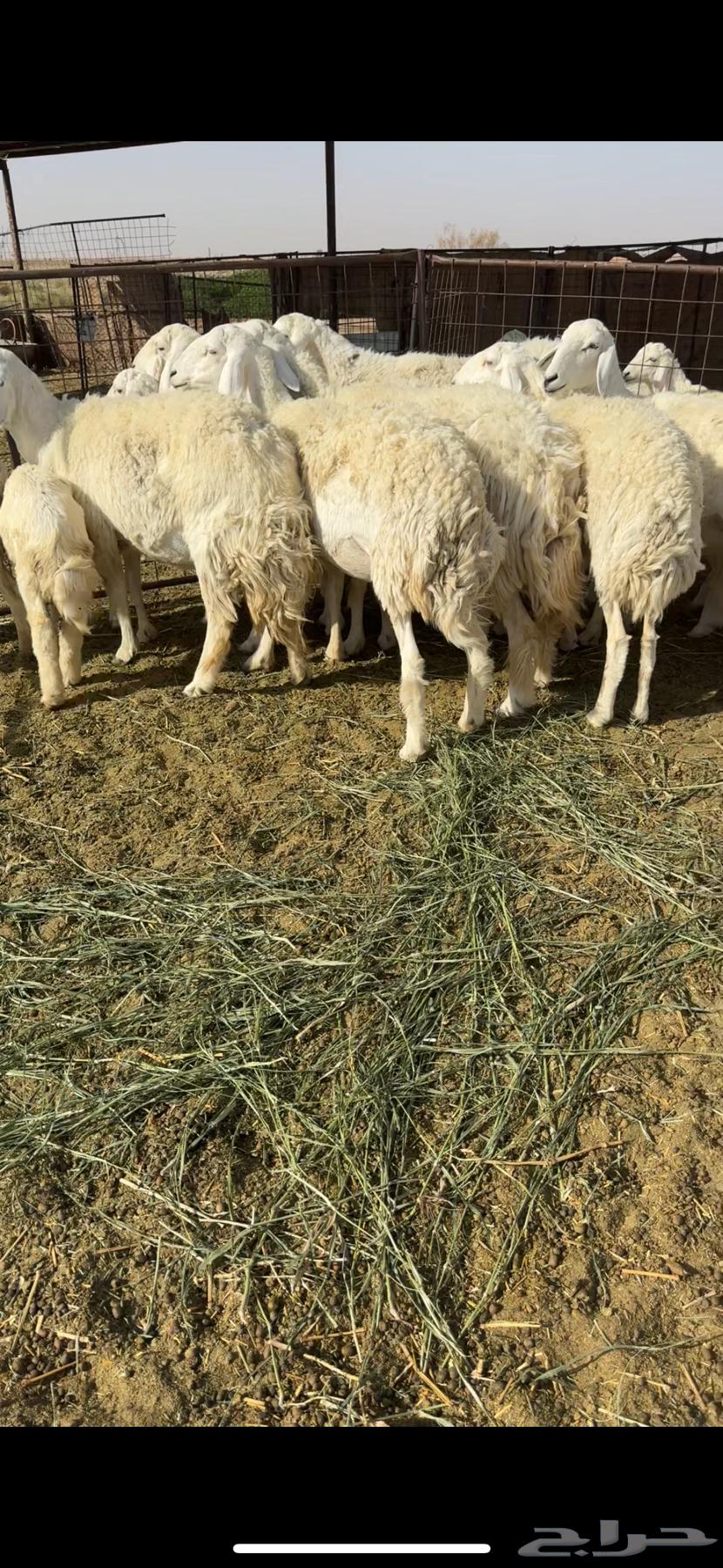 للبيع غنم مراح صنف64669500273666112