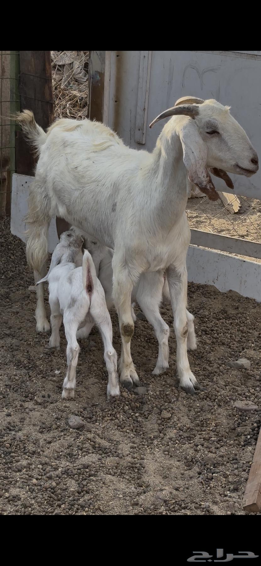 عنز مصريه بيضاء جرم والد متاومه تحتها 2 تيوس64673342030337110