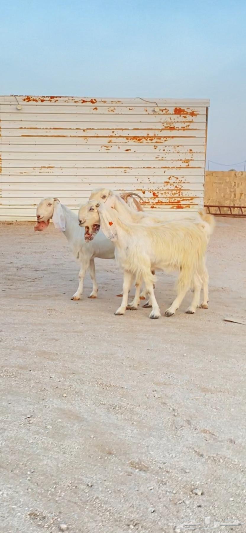 Cyprus Mares, Purebred, Excellent Temperament, Healthy Mothers64674759048577113