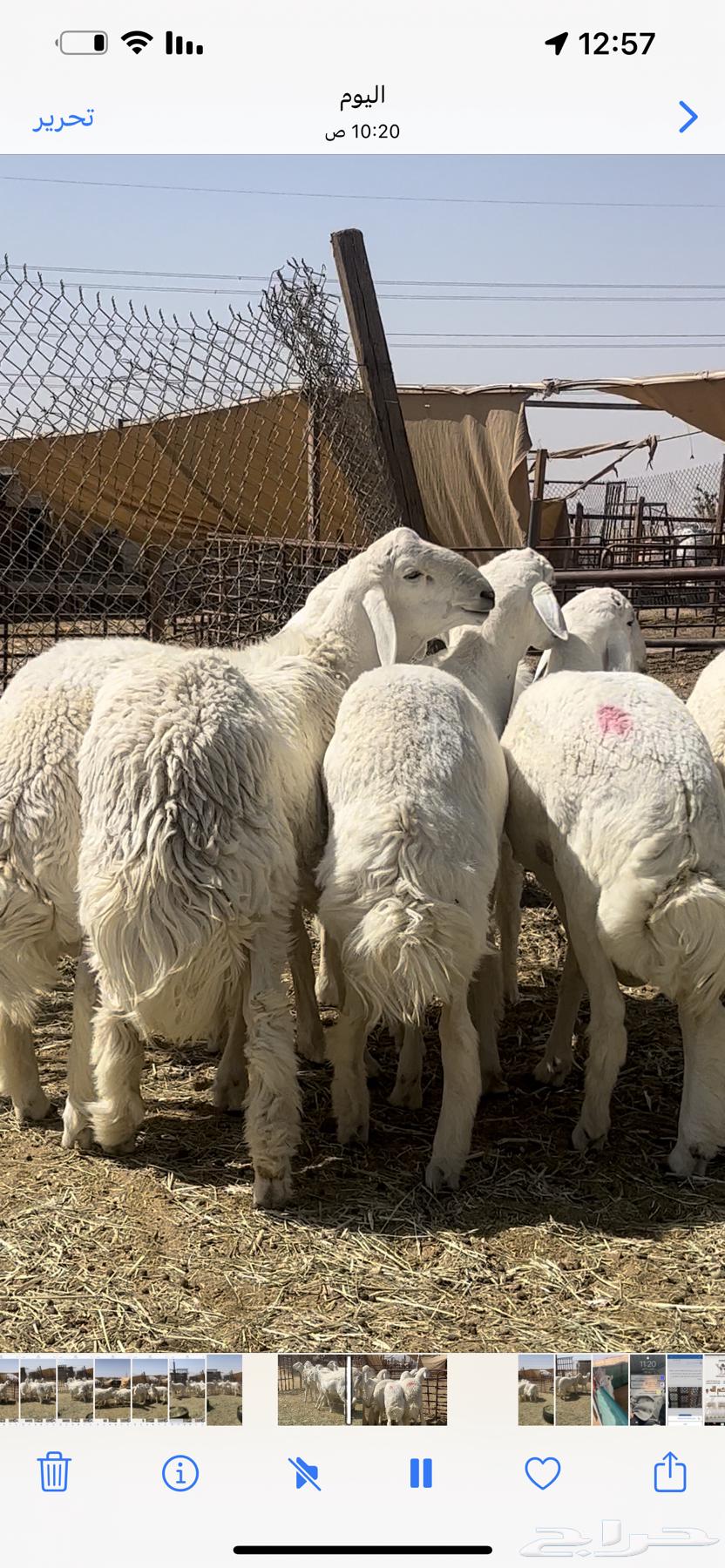 Stallions and Breeding Projects of the Breed64669462962689112