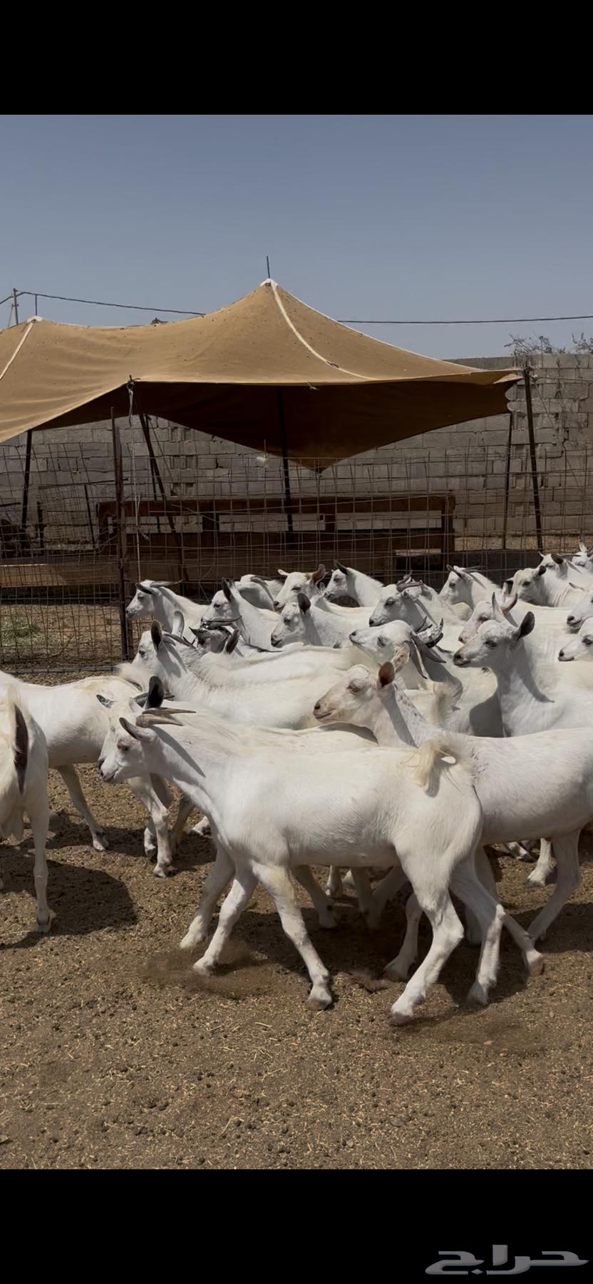 تيوس يمنيه فواخر64676161009027110