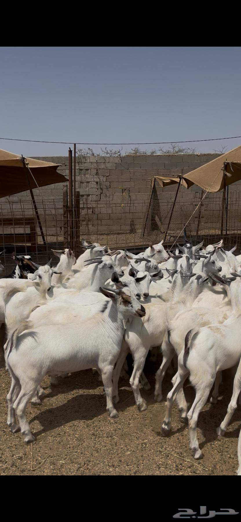 تيوس يمنيه فواخر64676161009027114