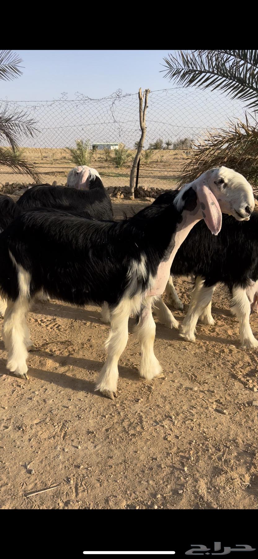 رخال نجد صنف ( تم البيع )64674936020481111