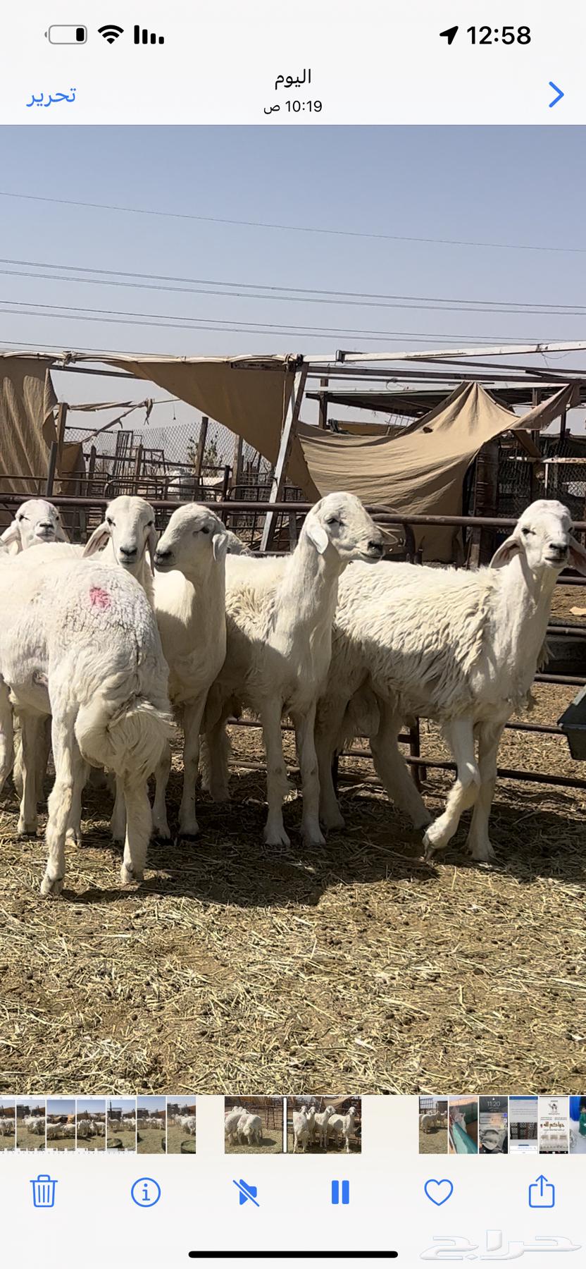 Stallions and Breeding Projects of the Breed64669462962689111