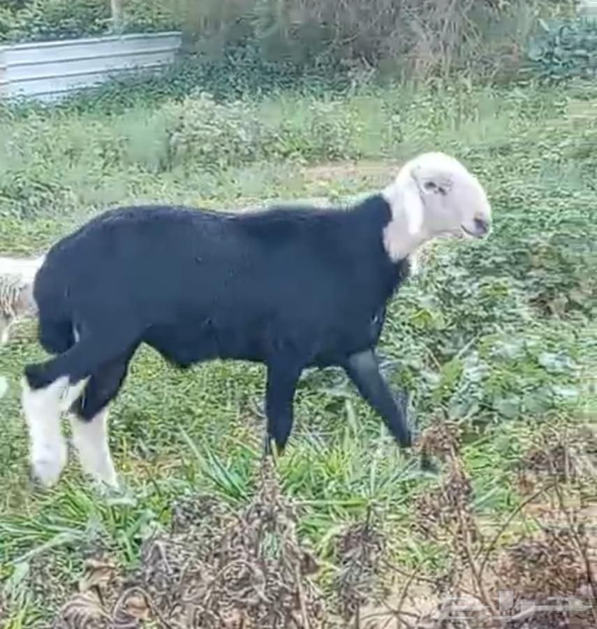 نجدي ثني للبيع64561854657666111