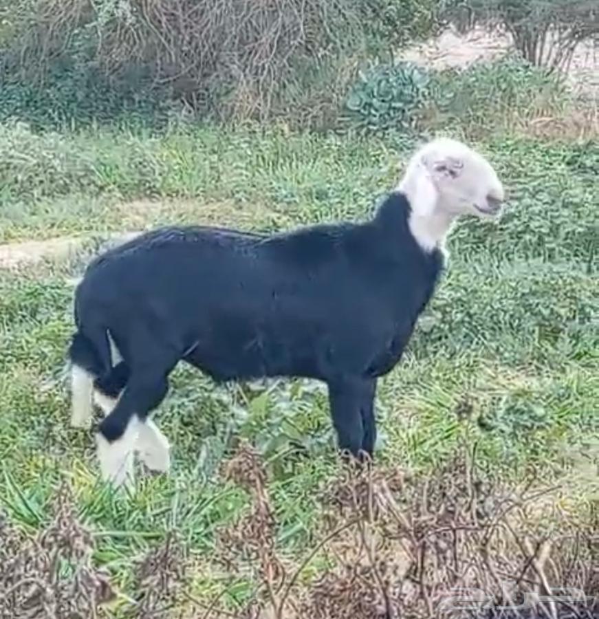 نجدي ثني للبيع64561854657666110