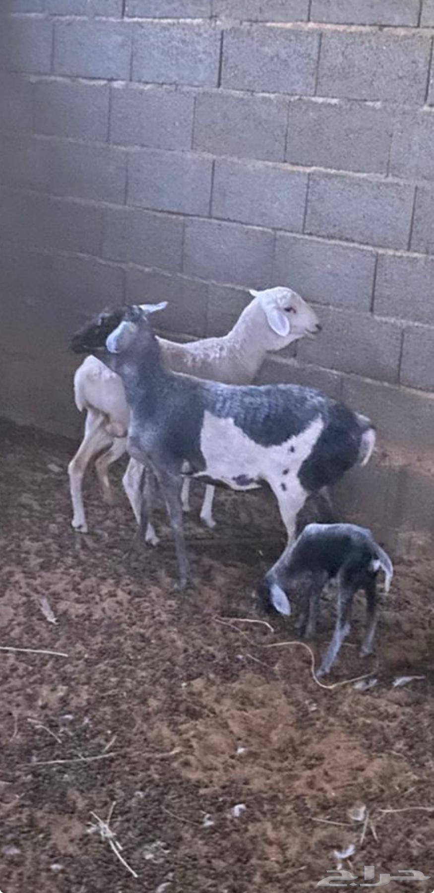 برابر مواليد تم البيع64667710685827111