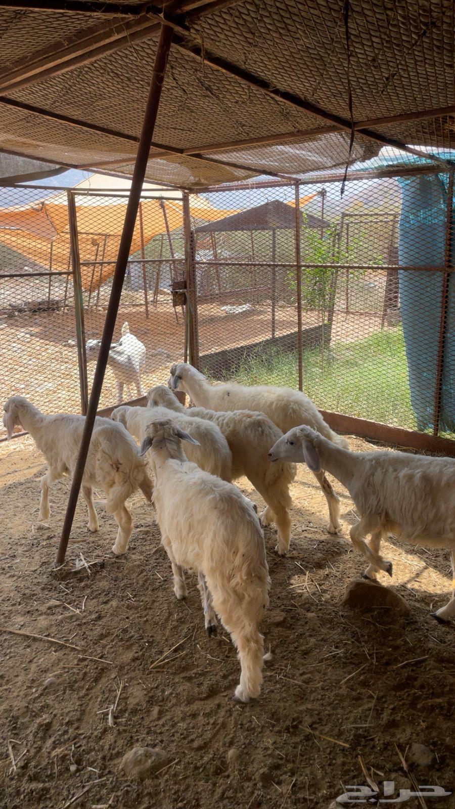 طليان ورخال64675842386563112